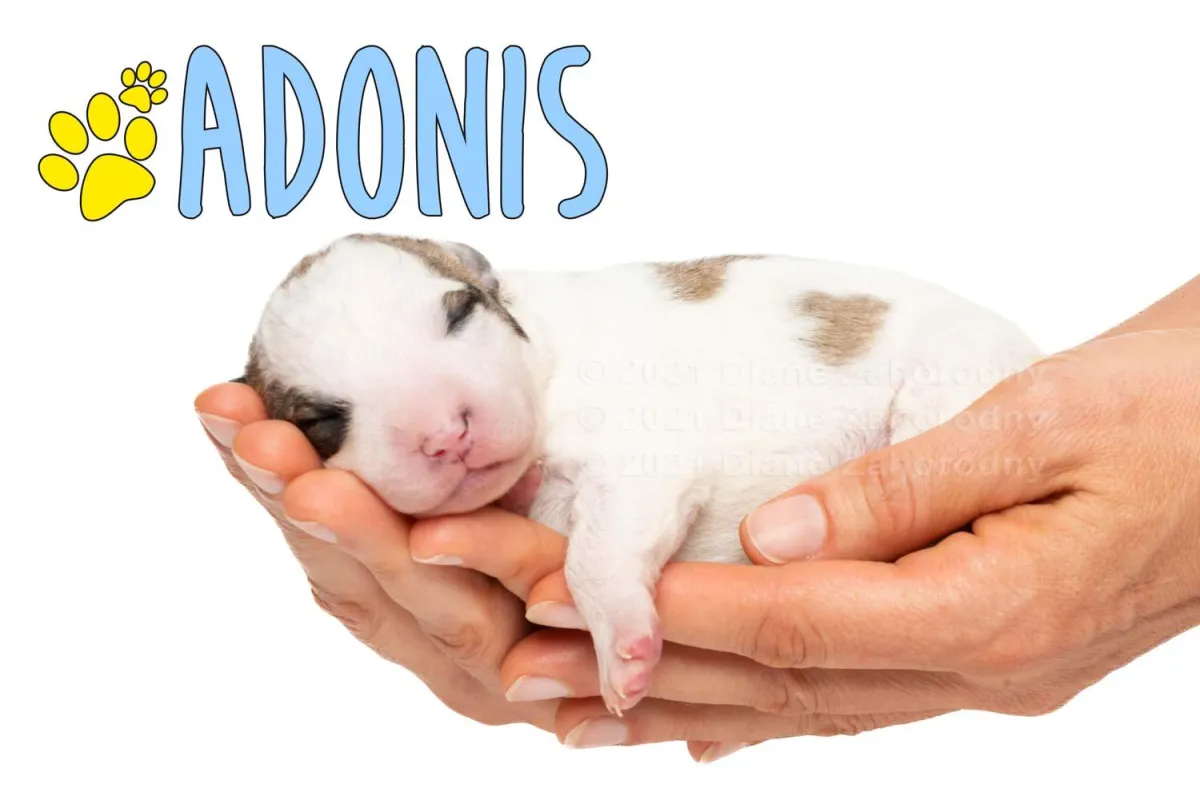 Newborn puppy, Adonis being held in hands