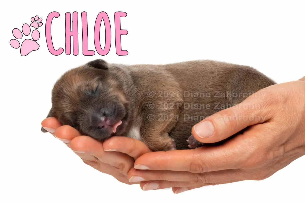 Newborn puppy, Chloe being held in hands