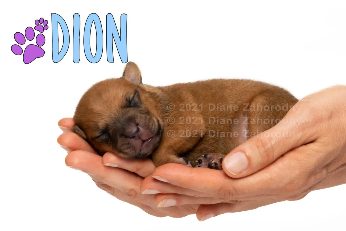 Newborn puppy, Dion being held in hands