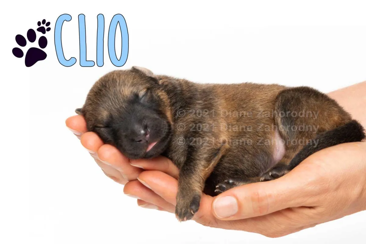 Newborn puppy, Clio being held in hands