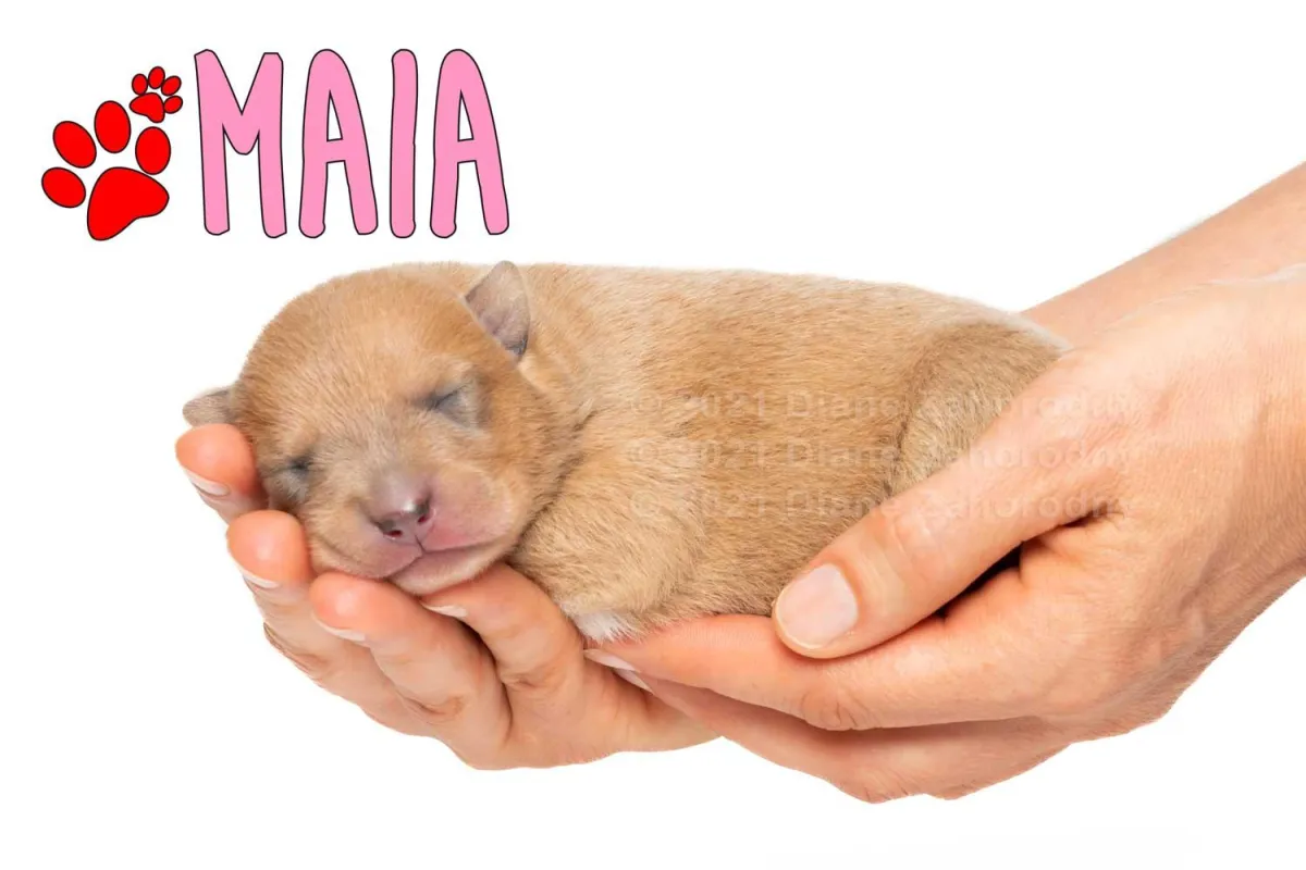 Newborn puppy, Maia being held in hands