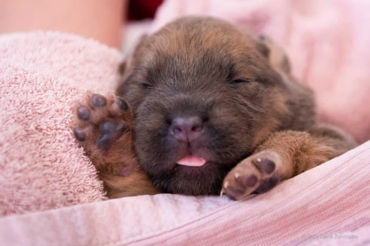Puppy with tongue out