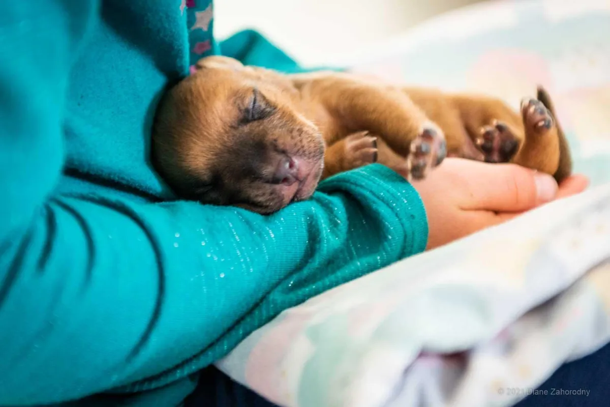 Puppy being held by girl