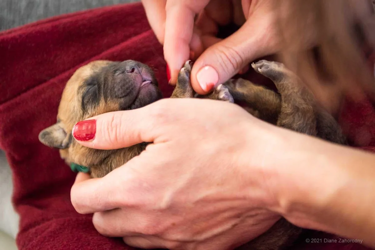 Puppy on back being handled