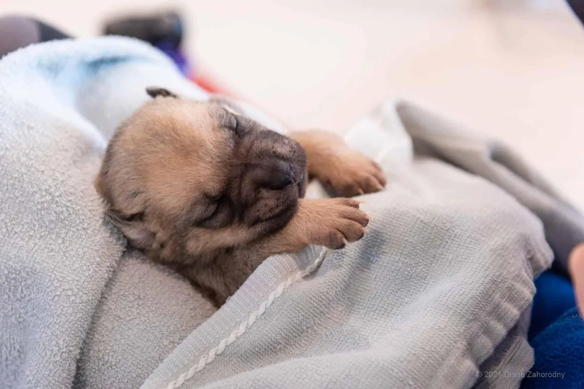 Little puppy in gray towel