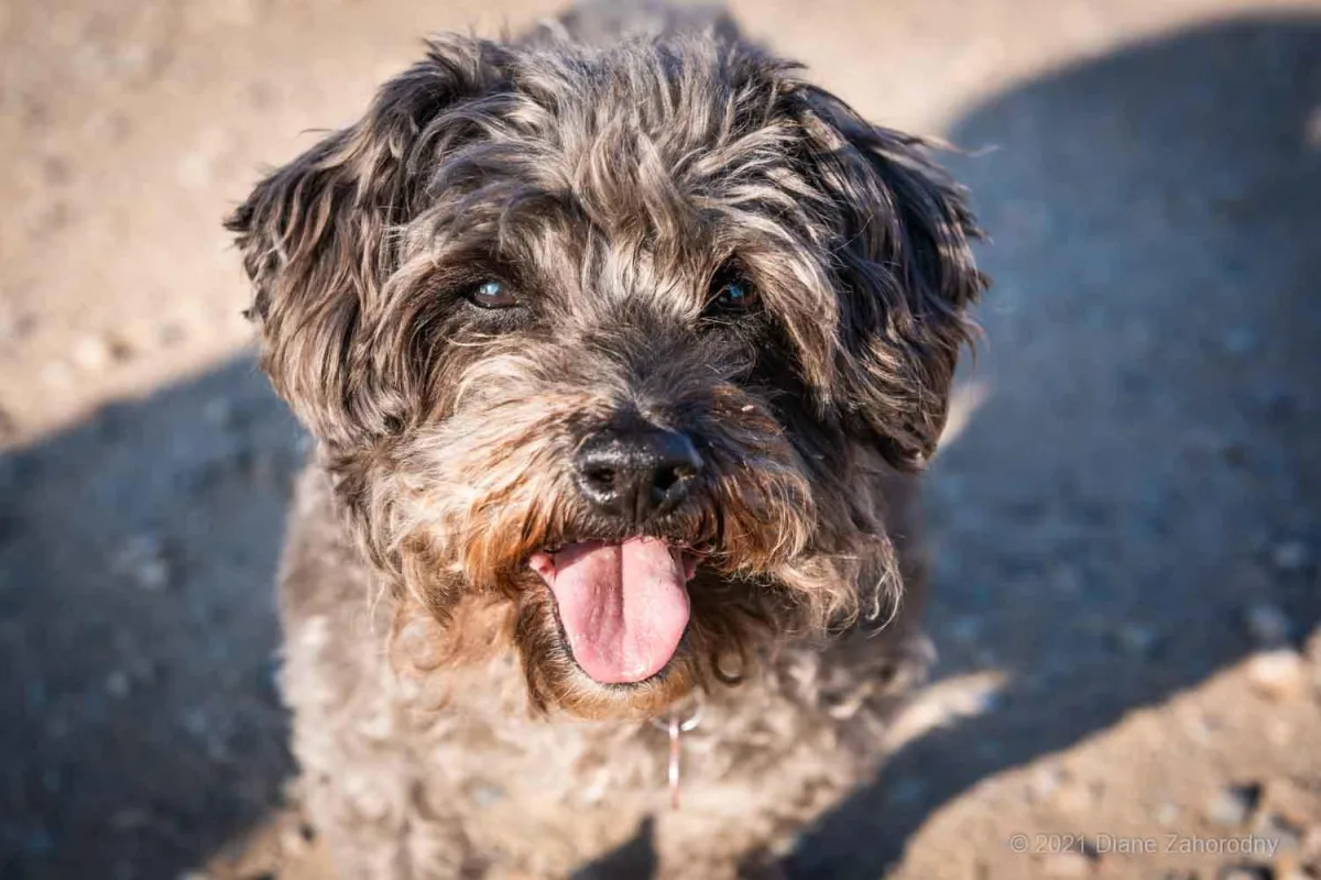 Grey dog with curly fur