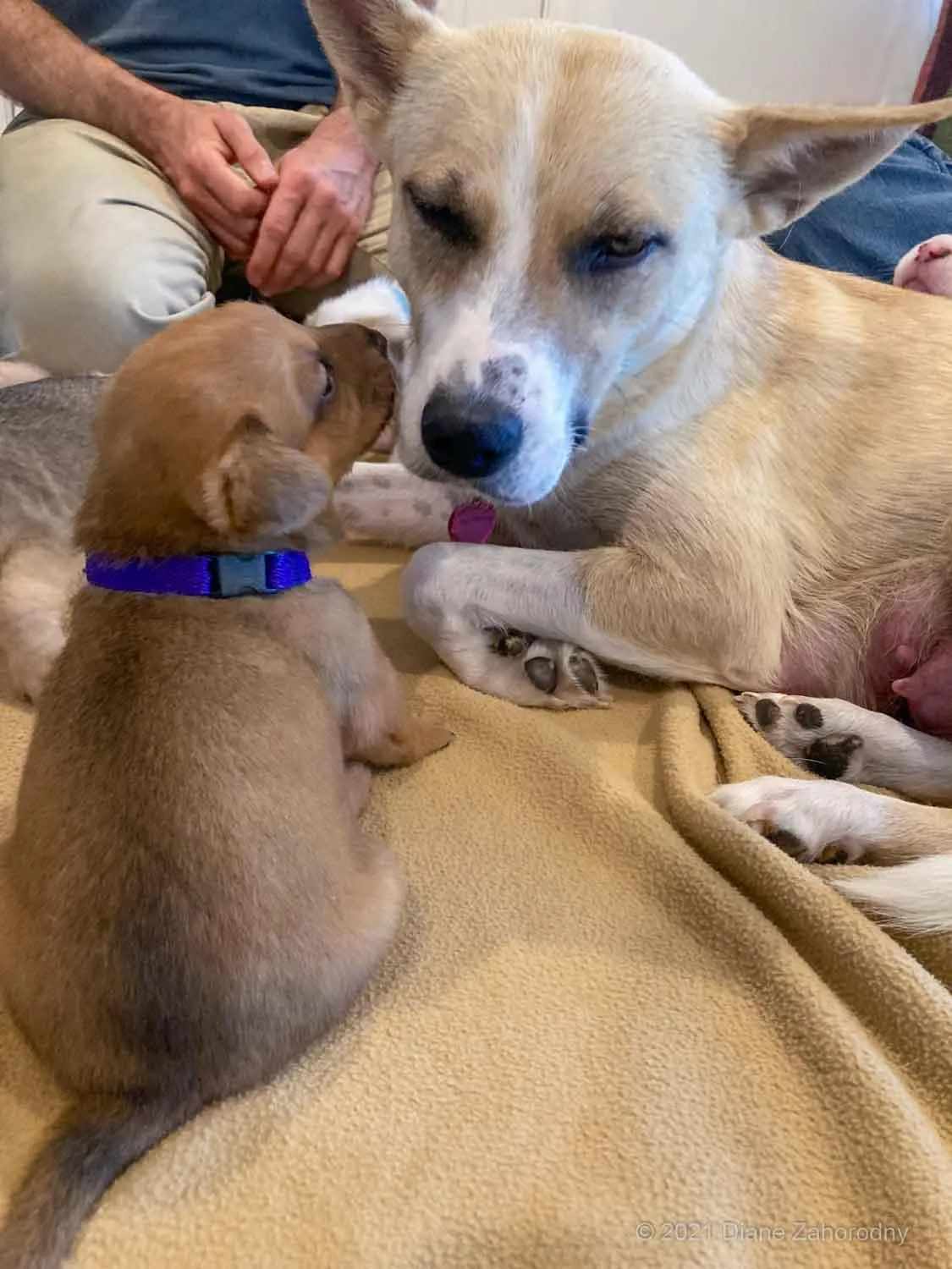 Puppy sniffing his mom's face