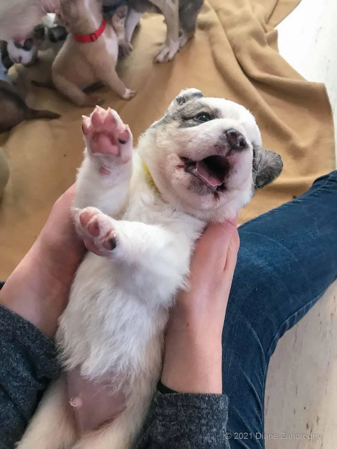 Puppy on his back with mouth open