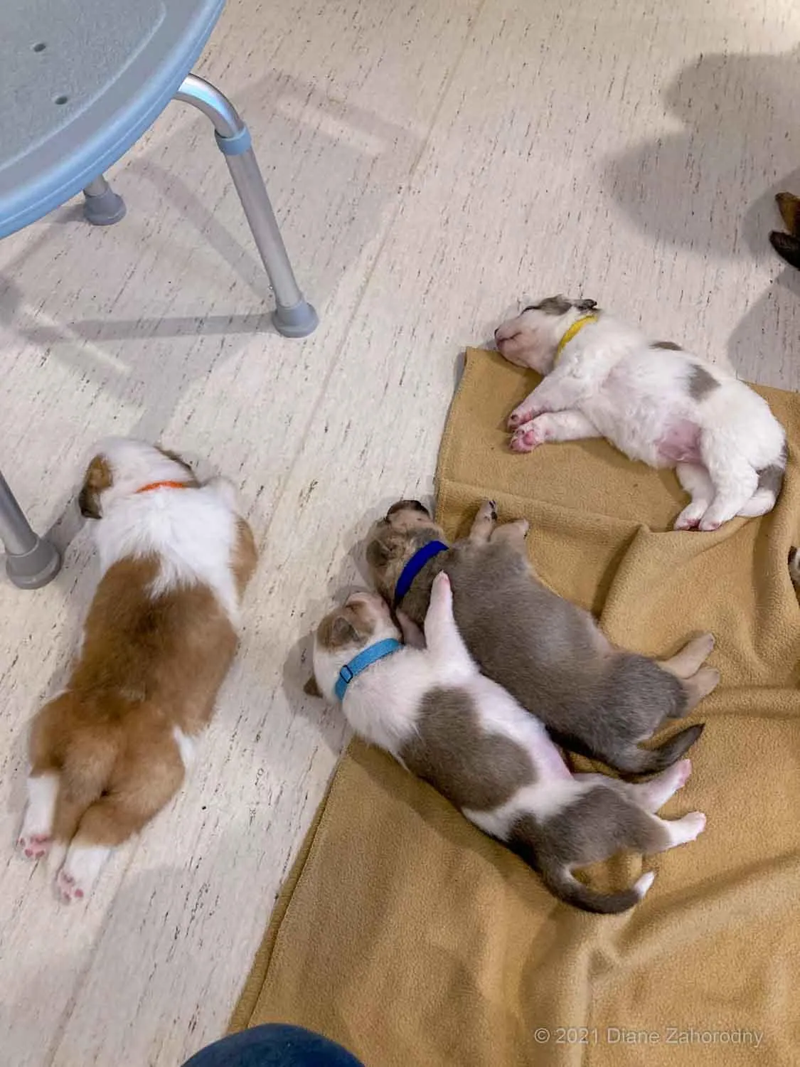Four puppies sleeping on floor