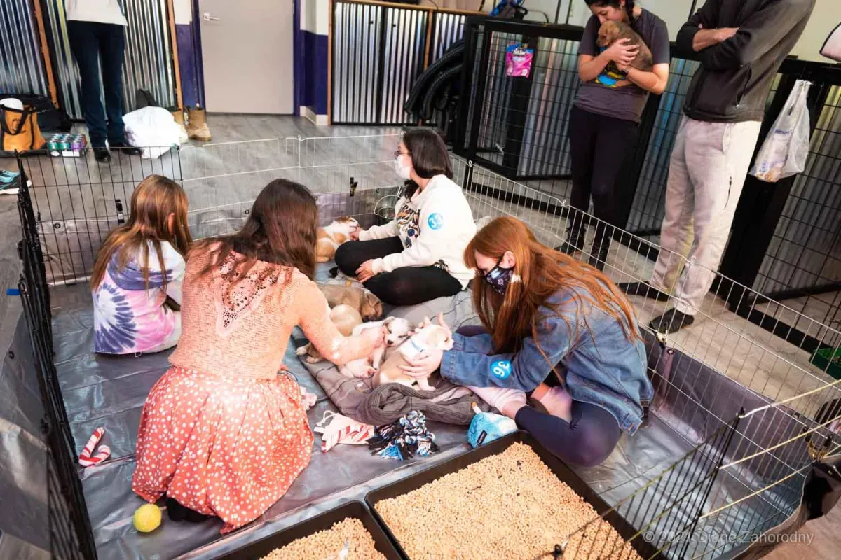 Group of people with puppies in a pen
