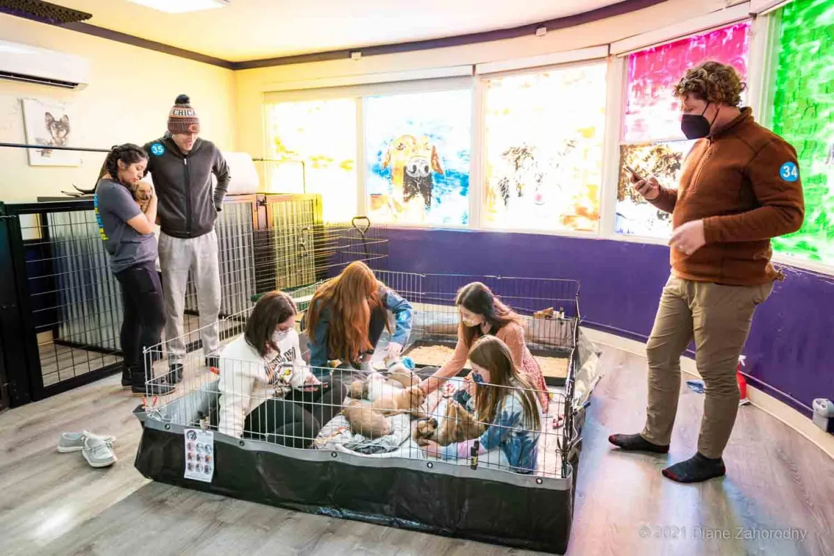Group of people looking at puppies