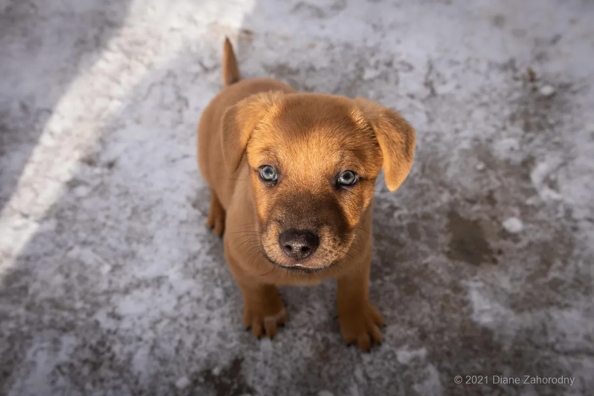 Puppy looking up at camera