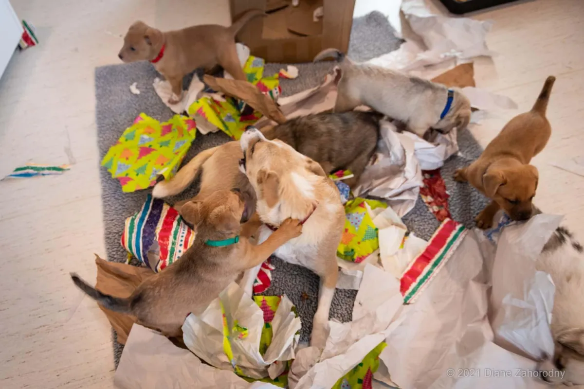 Group of puppies playing with wrapping paper