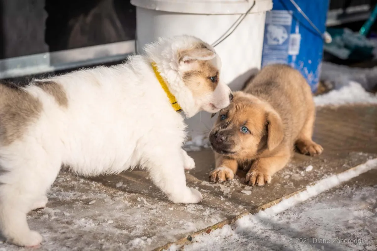 Two puppies playing outside in winter