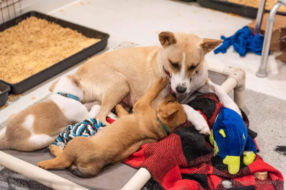 Mom dog playing with her puppy
