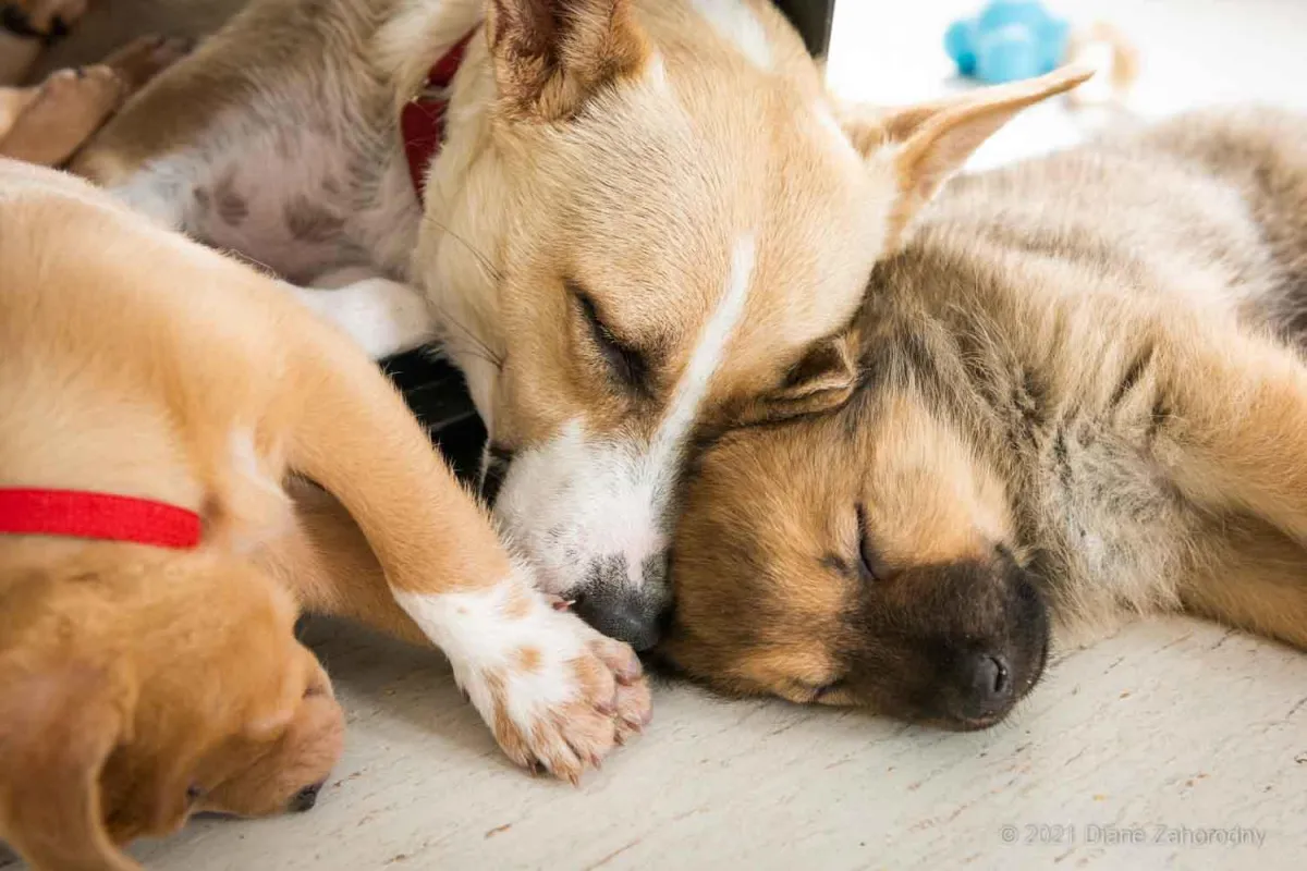 Mom dog sleeping with two puppies