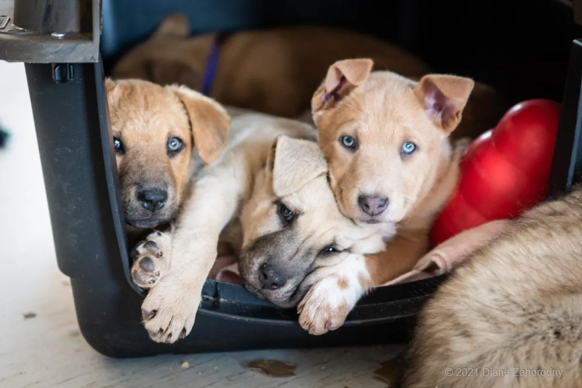 Three puppies in a crate