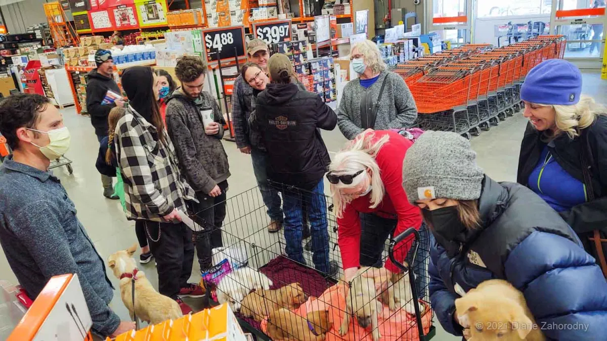 Group of people with puppies at hardware store