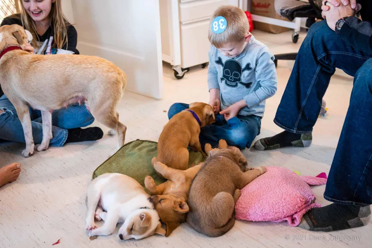 Little boy on floor with puppies
