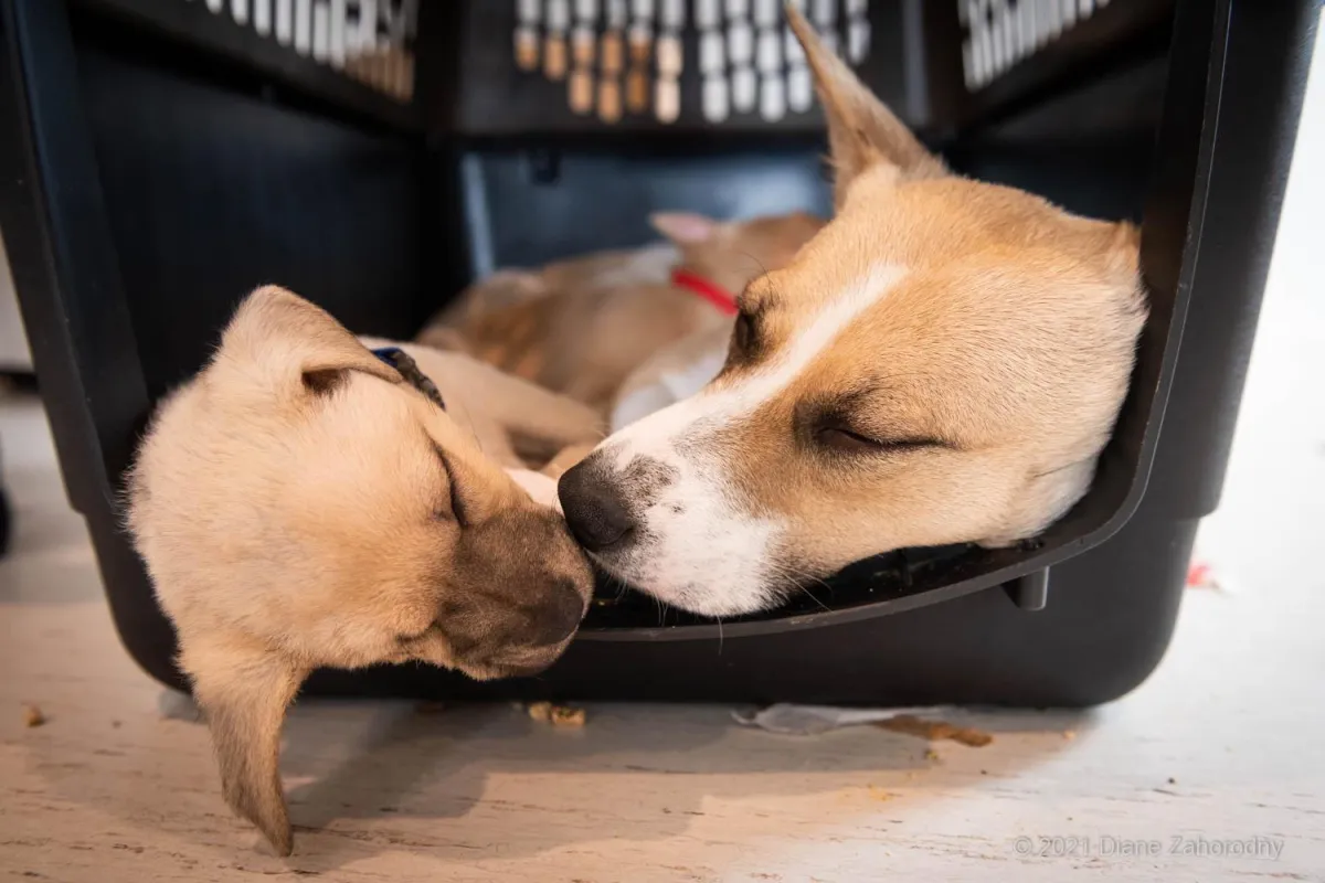 Mom and puppy sleeping in crate