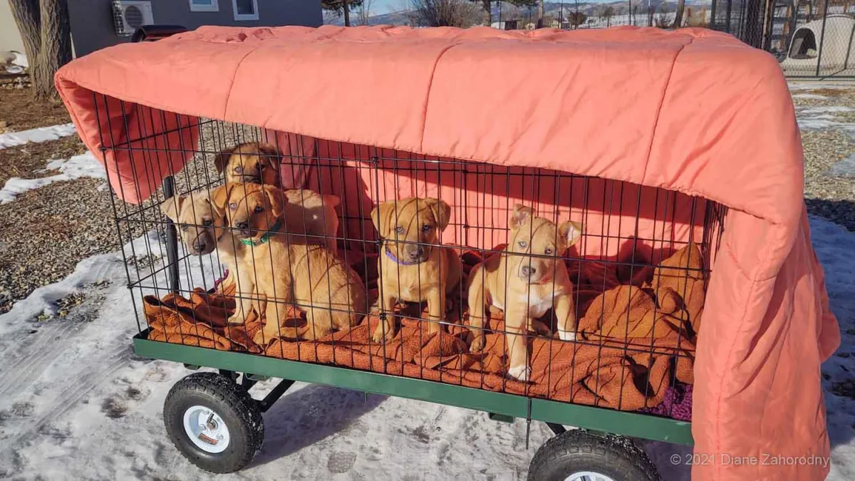 Puppies in a cart