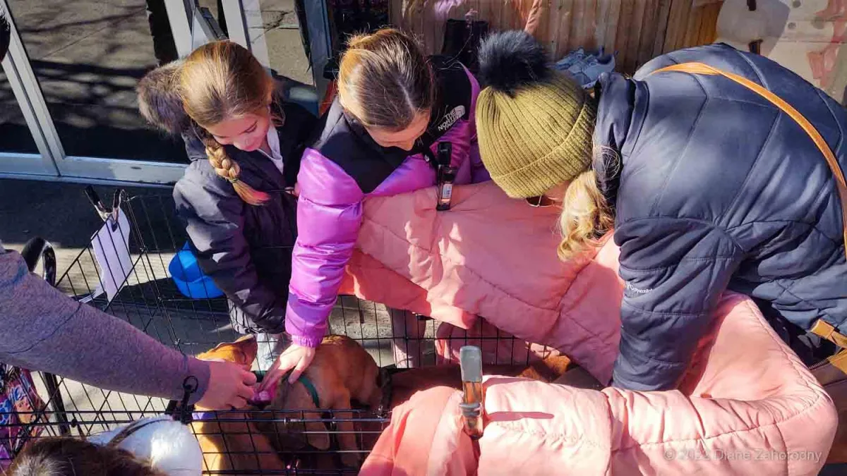 People petting puppies in a cart