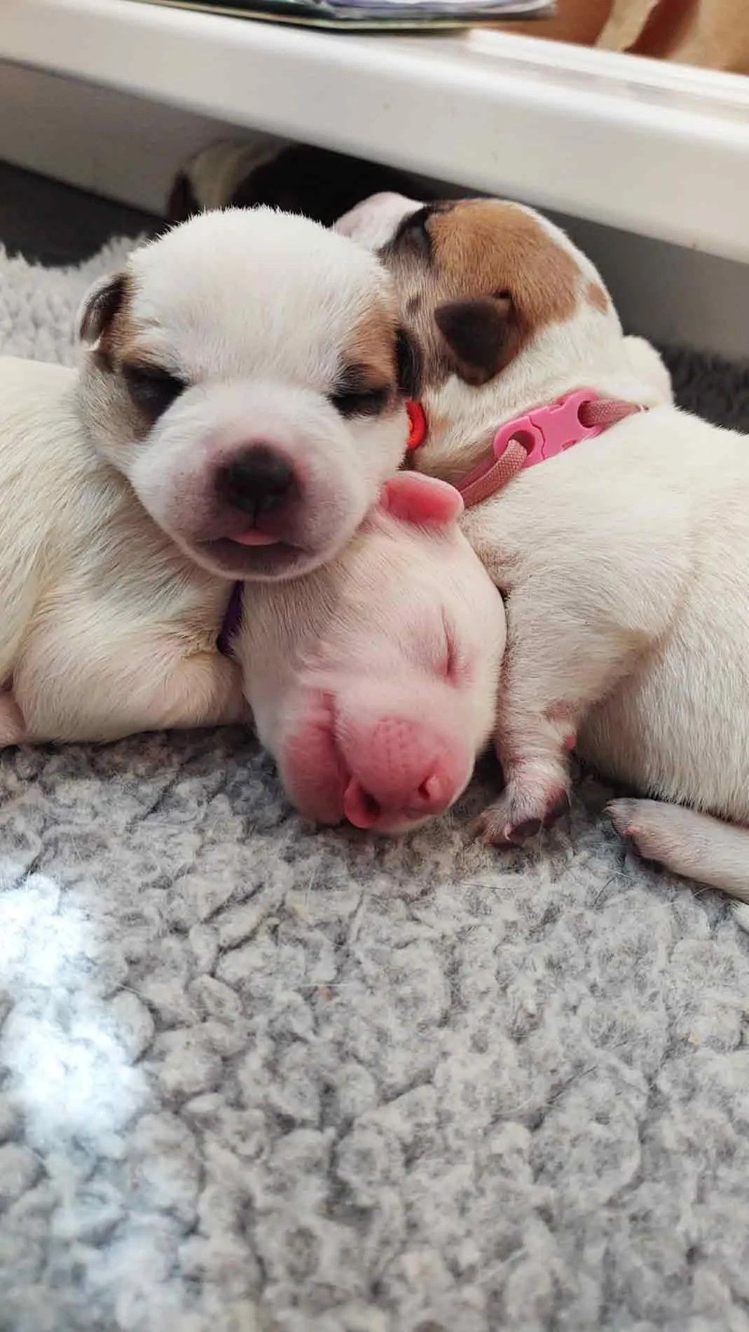 Pile of puppies sleeping