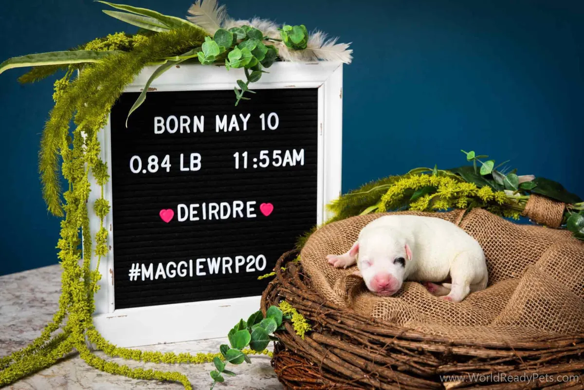 Neonatal puppy Deirdre laying in a nest