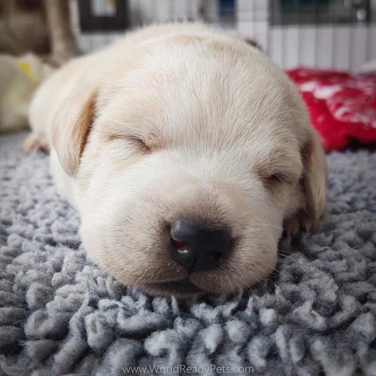Close up of sleeping puppy's face