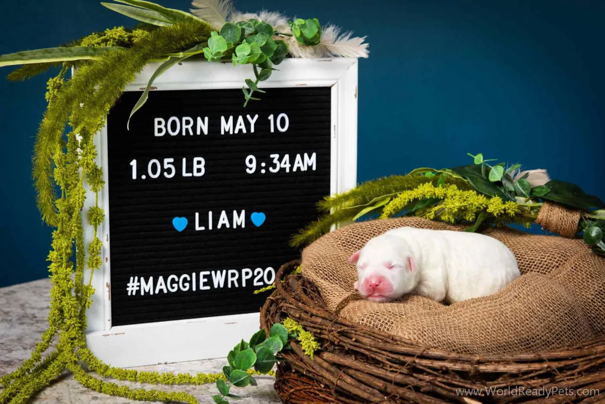 Neonatal puppy Liam laying in a nest