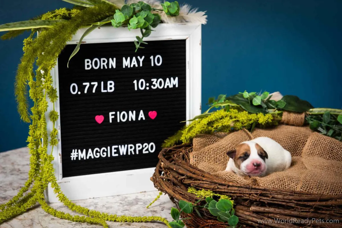 Neonatal puppy Fiona laying in a nest