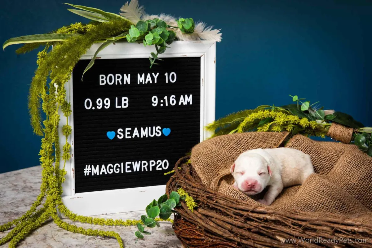 Neonatal puppy Seamus laying in a nest