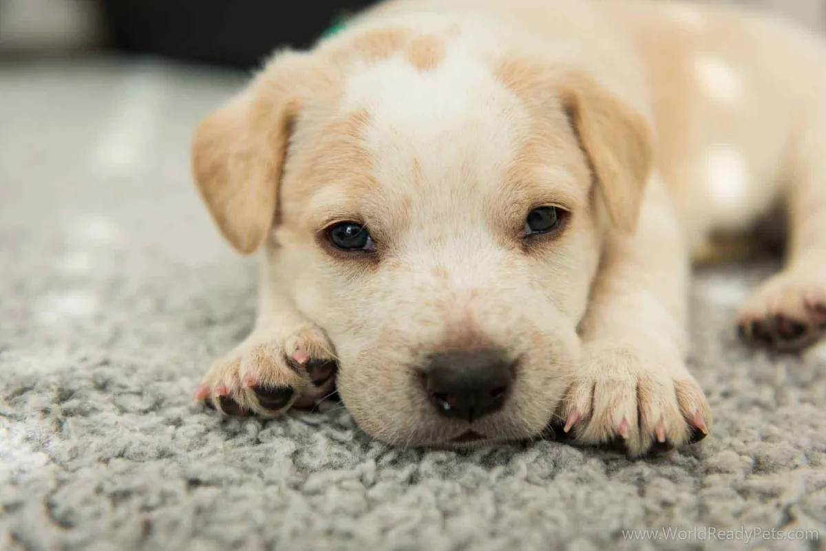 White and blonde puppy looking at camera