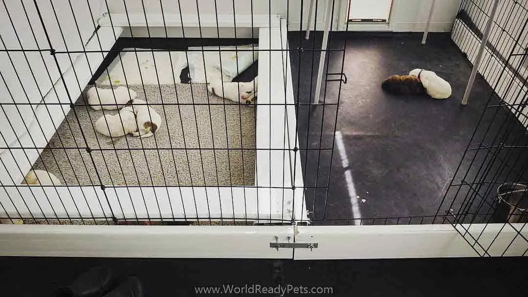 Whelping box with escaped two puppies