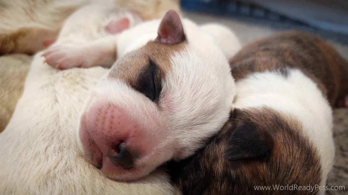 Neonatal puppy sleeping on sibling