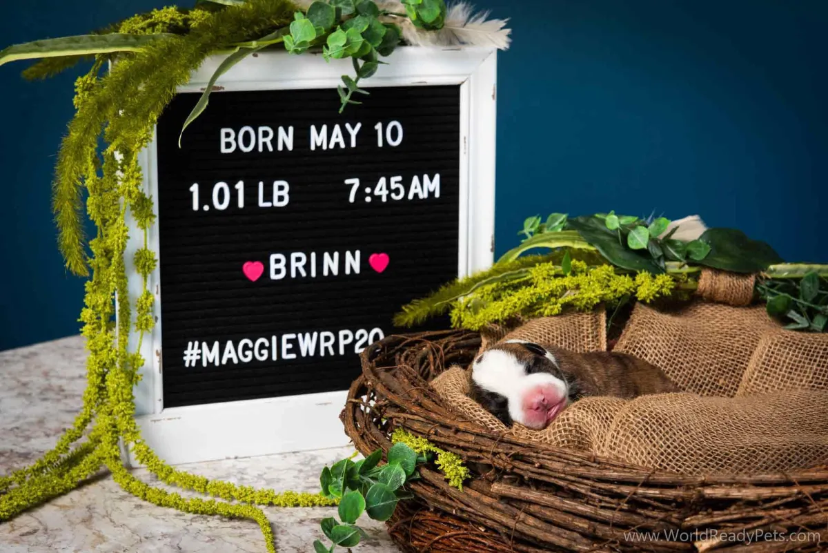 Neonatal puppy Brinn laying in a nest