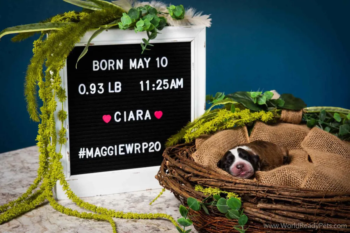 Neonatal puppy Ciara laying in a nest