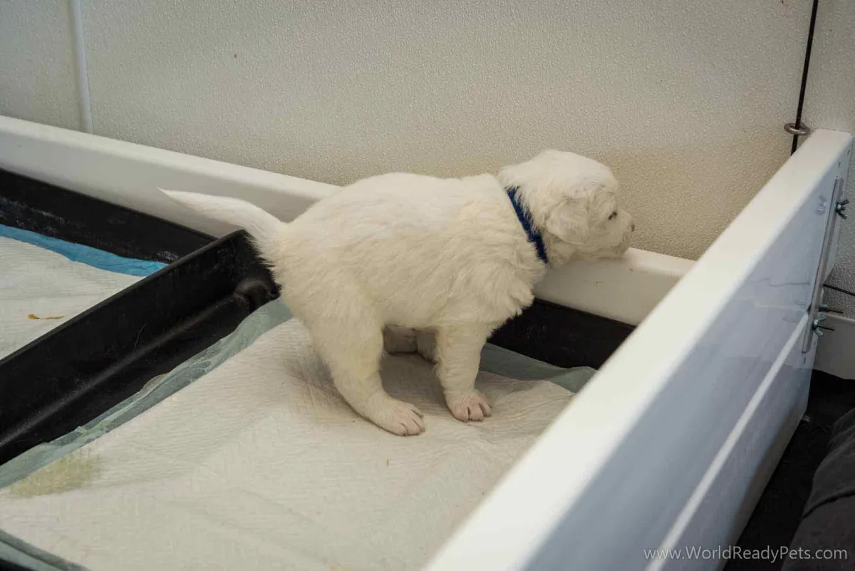 White puppy pooping