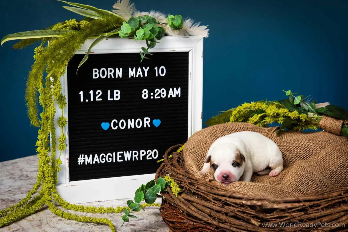 Neonatal puppy Conor laying in a nest