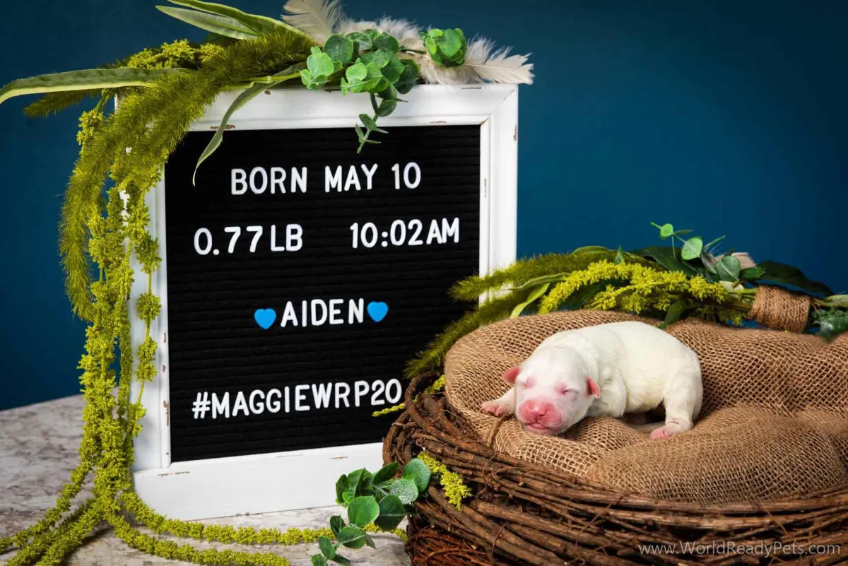 Neonatal puppy Aiden laying in a nest