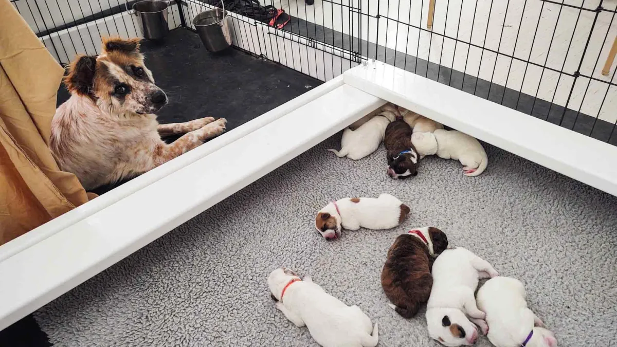 Puppies in whelping box with mom outside