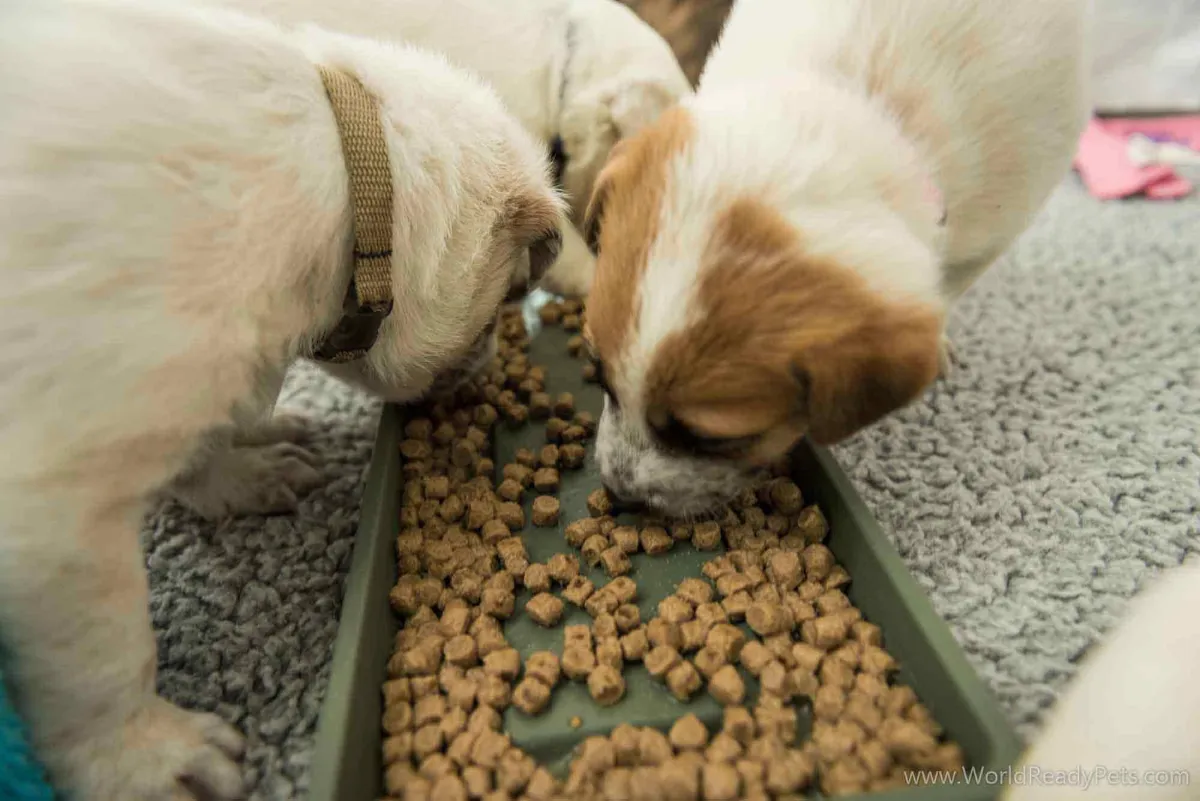 Puppies eating food