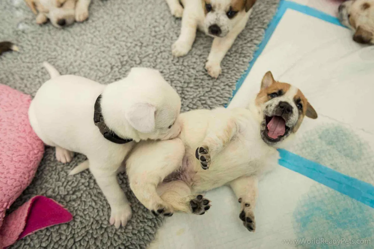 Two young puppies playing