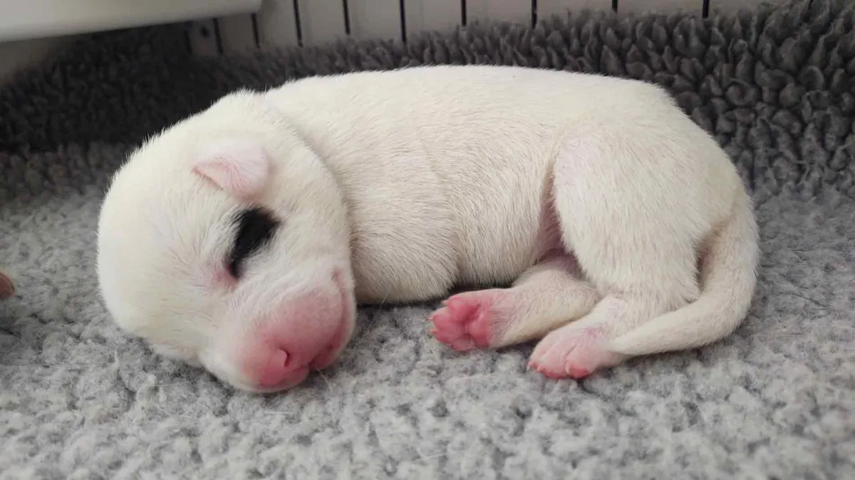 White puppy with black eye patch