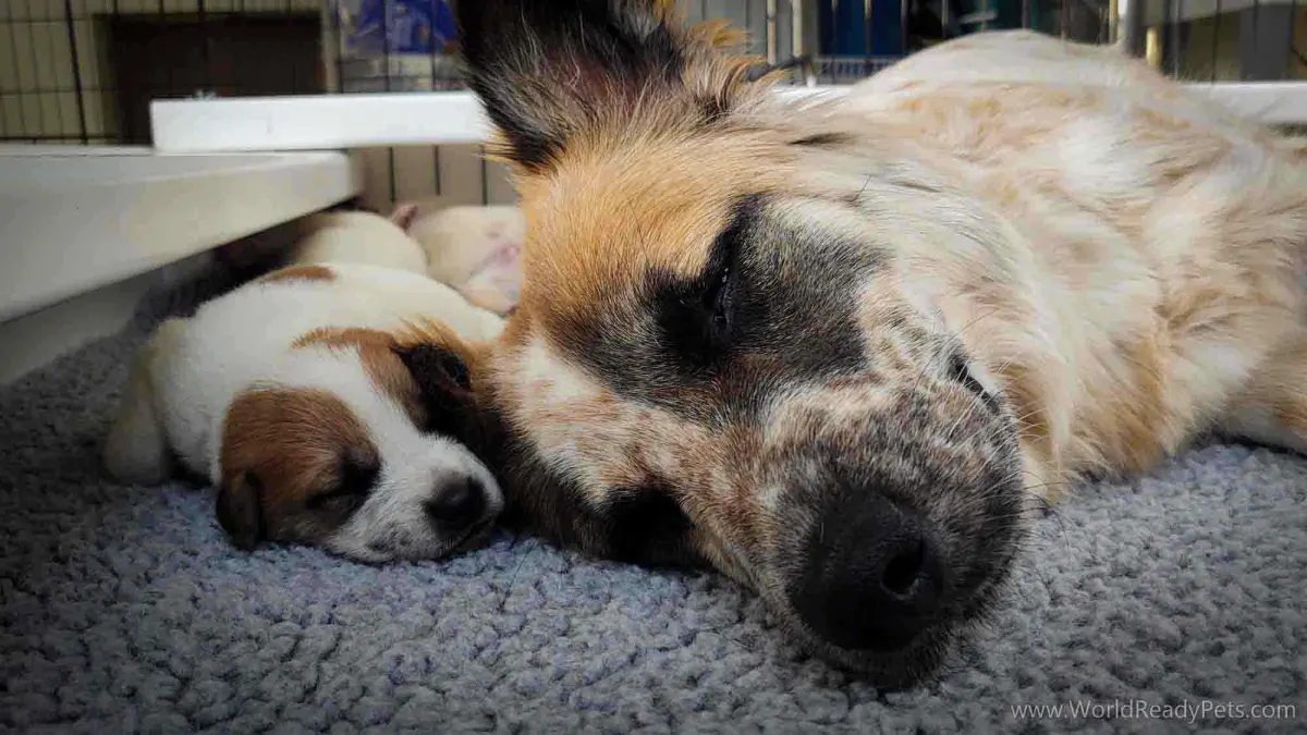 Mama dog sleeping next to her puppy