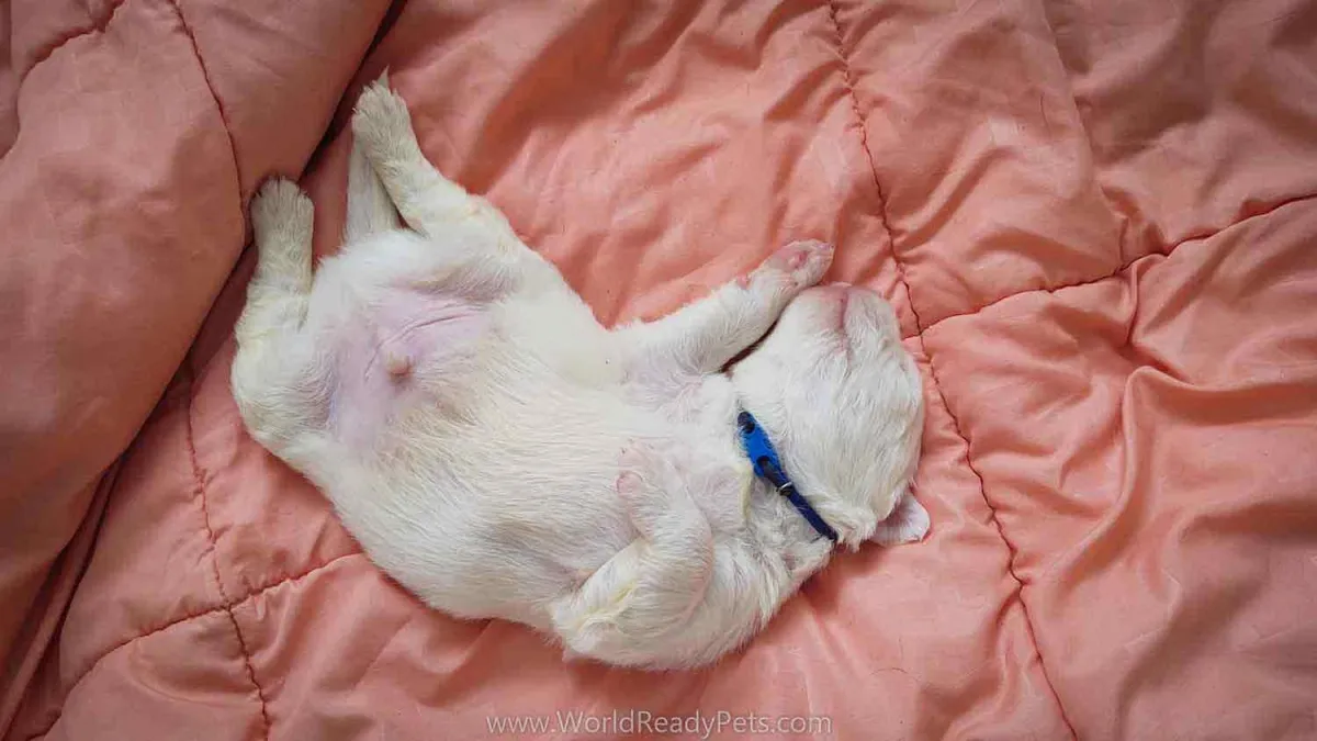 Young puppy sleeping n his back