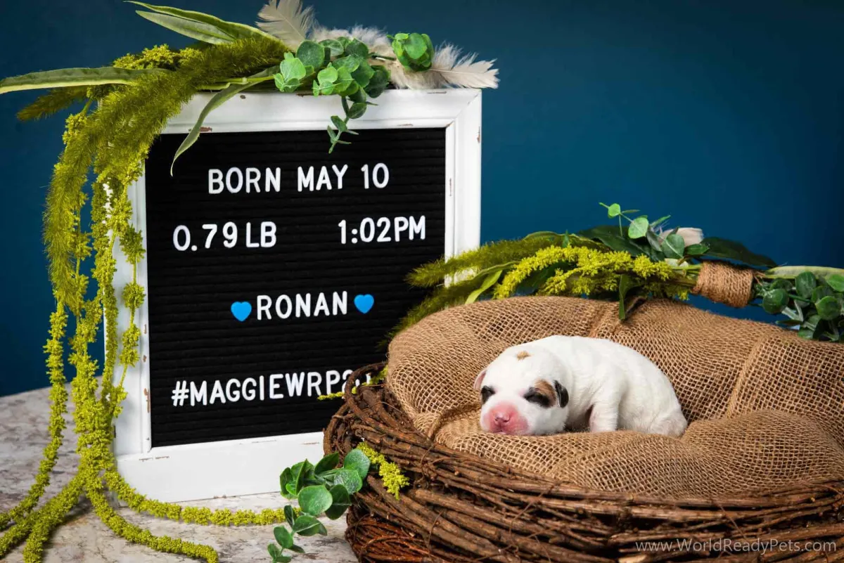 Neonatal puppy Ronan laying in a nest