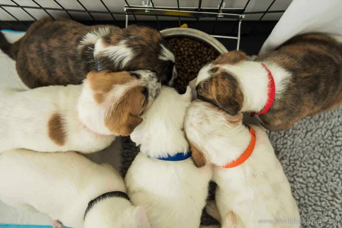 Five puppies eating from one bowl