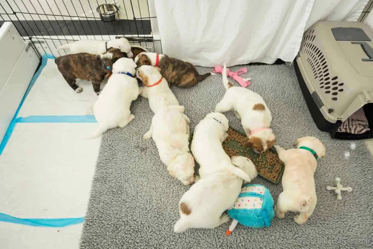 Group of 10 puppies eating