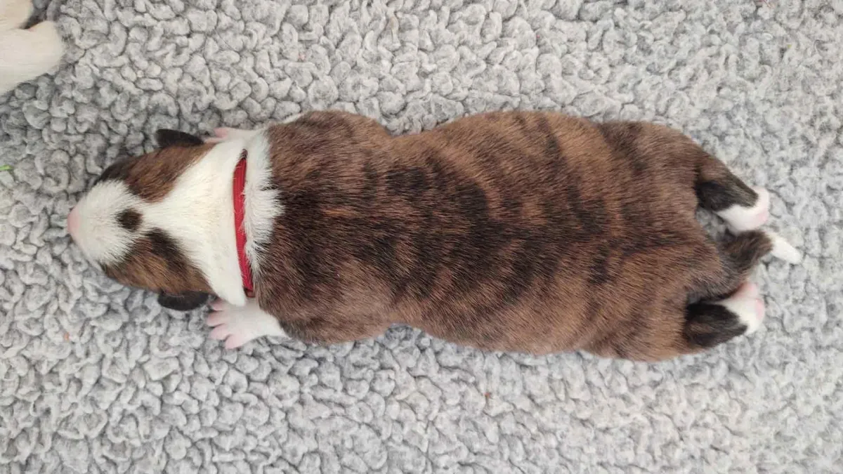 Plump brindle puppy from above